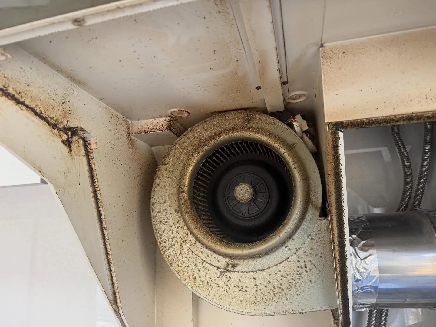 こんにちは！汚れに厳しく、人に優しいスミレです！