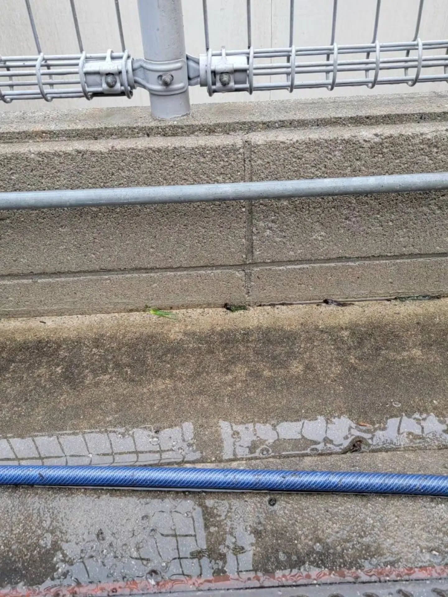 自分と汚れに厳しく、人に優しいスミレです！⁡