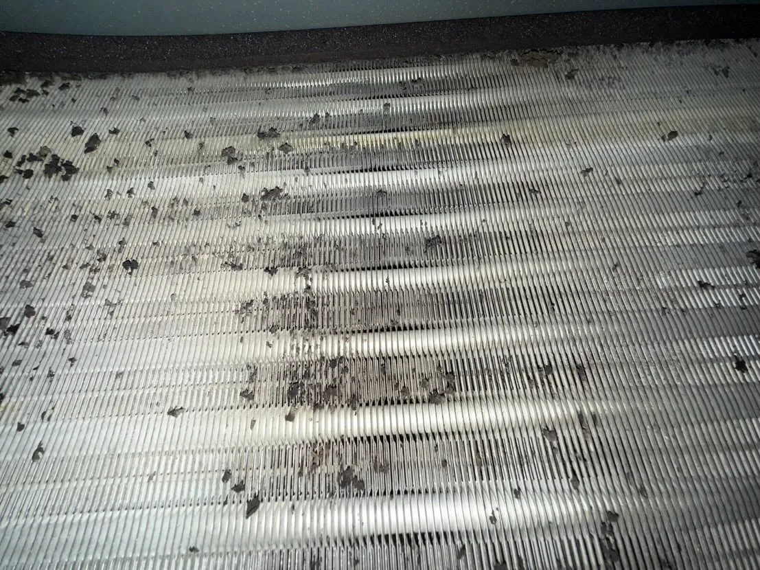 こんにちは！汚れに厳しく、人に優しいスミレです！