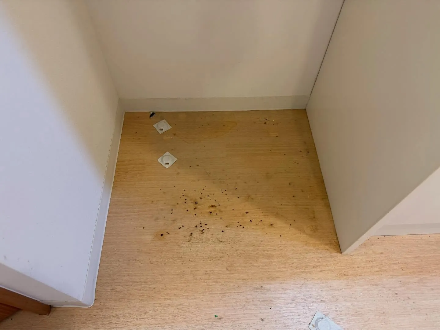 こんにちわ！汚れに厳しく、人に優しいスミレです！